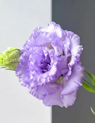 Premium Farmer Light Purple Lisianthus Long Vase Life