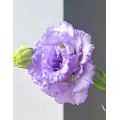 প্রিমিয়াম কৃষক হালকা বেগুনি Lisianthus দীর্ঘ দানি জীবন