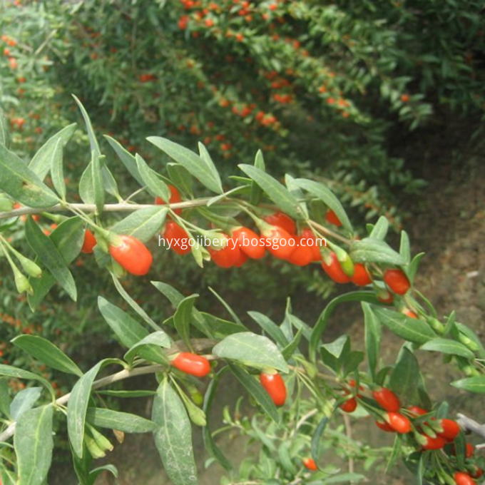 Fresh goji berry