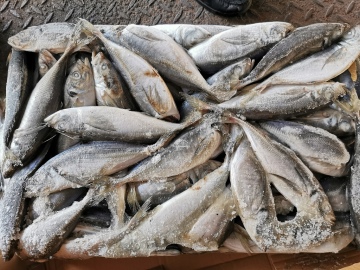 Quality Frozen Horse Mackerel Fish For Marketing Price