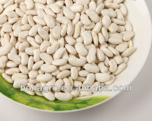 white kidney bean flat shape