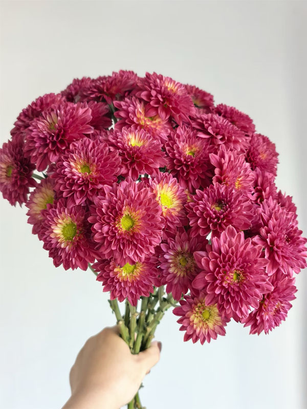 Red Dante Chrysanthemum6