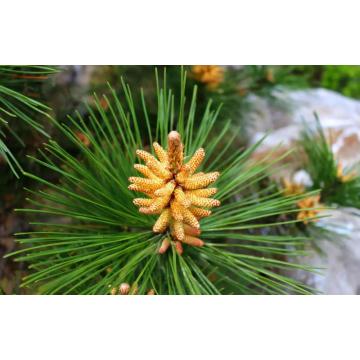 Shell-broken pine pollen powder Proten≥10%