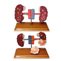 Anatomical model of bovine kidney