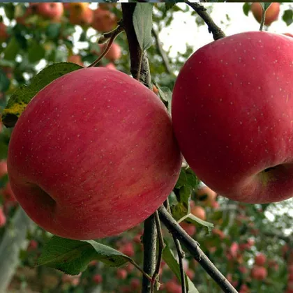 Fresh fruit red star apple