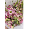 Lisianthus সরাসরি ফার্ম থেকে পিঙ্ক এজ সহ পাইকারি