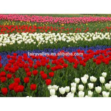 2016 tulip flower seeds for growing