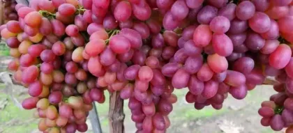 fresh yunnan class one seedless red grape