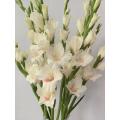 বিবাহের জন্য বাল্ক পাইকারি Ajax Gladiolus তাজা কাটা ফুল