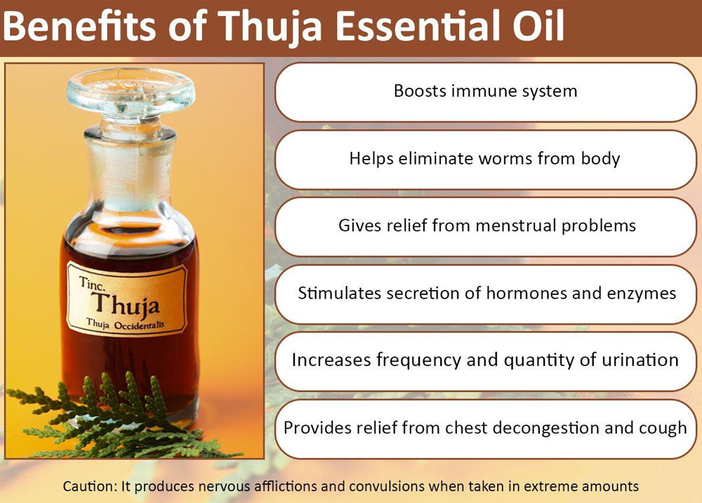 Factory supply oriental arborvitae thuja essential oil