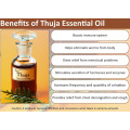 Factory supply oriental arborvitae thuja essential oil