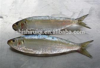 Fresh frozen sardine fish sardine bait for sale China manufacturer price