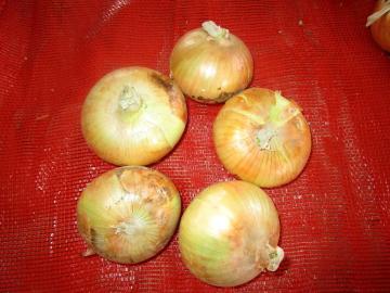 Fresh Yellow Onion In High Quality
