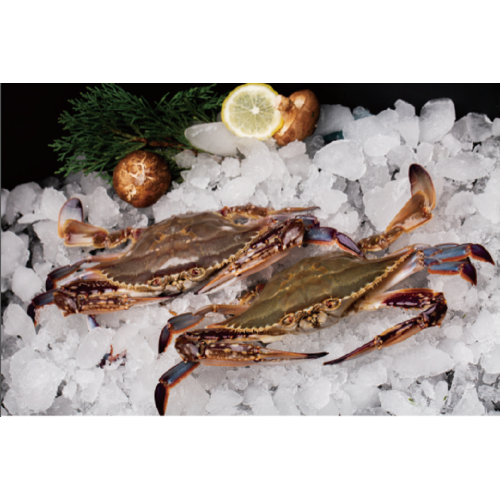 Swimming Crab WR Frozen Swimming Crab Whole Round Supplier