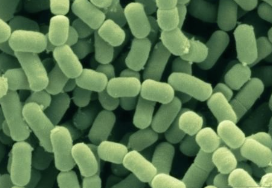 Food Grade Lactobacillus Fermentum