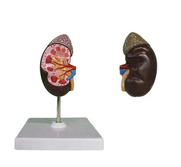 3D Mini Kidney with Adrenal Gland Structure Plastic Model for Kids