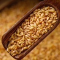 Biota Seed for Calming Herbal Use