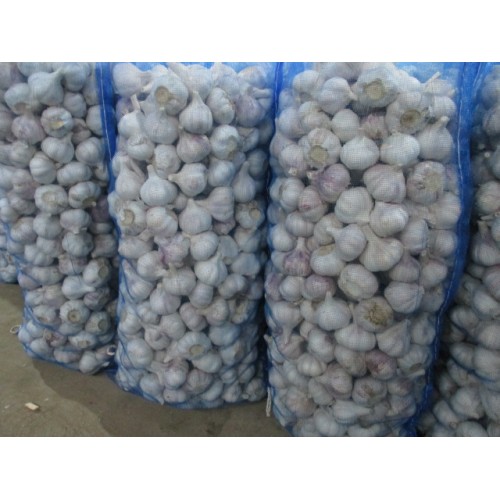 Cold Storage Fresh Normal Garlic In Bag