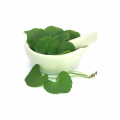 Centella Asiatica Extrait 90% d'asiaticoside gotu kola