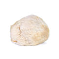 Hericium Erinaceus Powder Lion's Mane Mushroom Extract