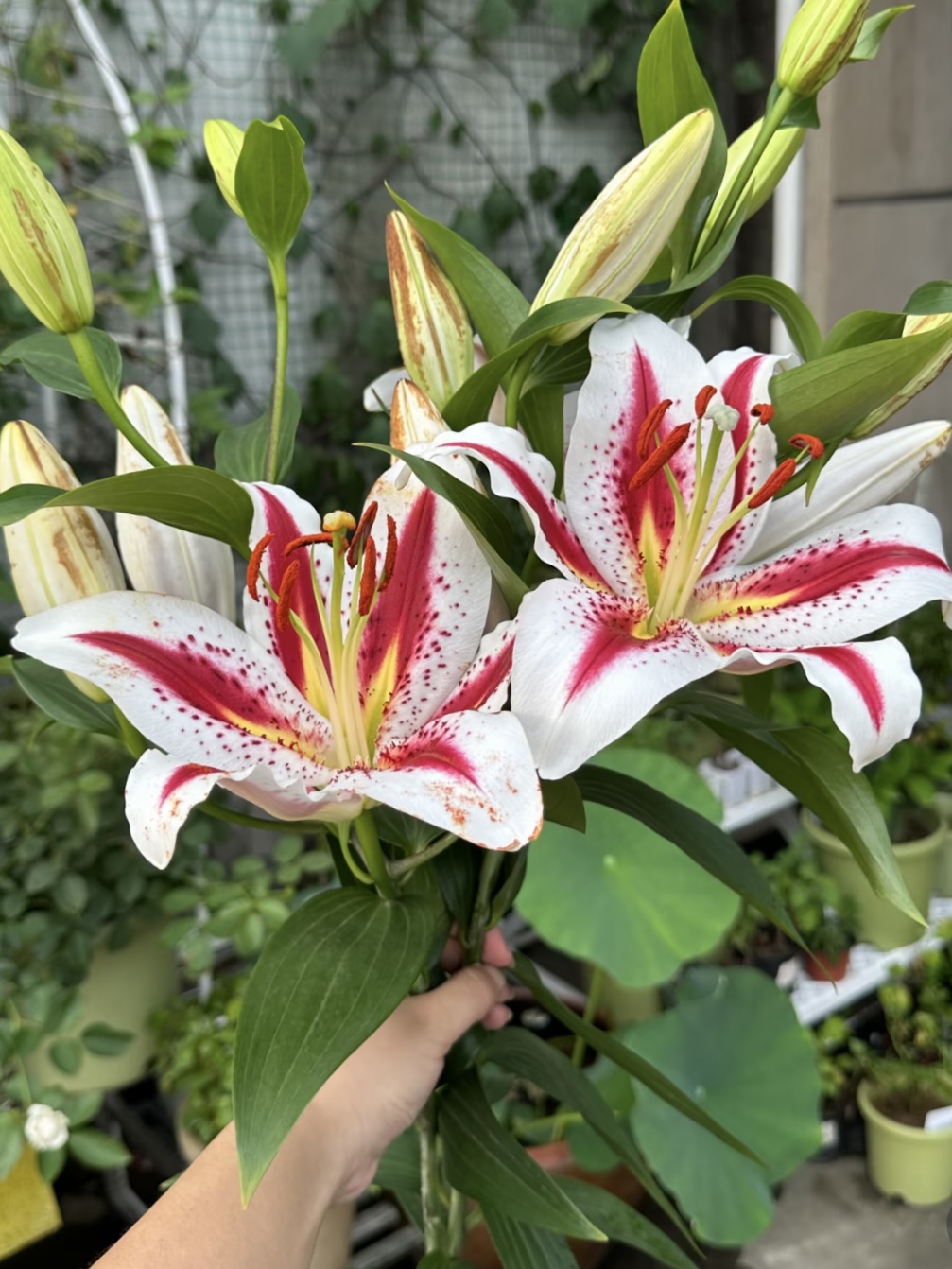 Smiley Single-petal Lily2