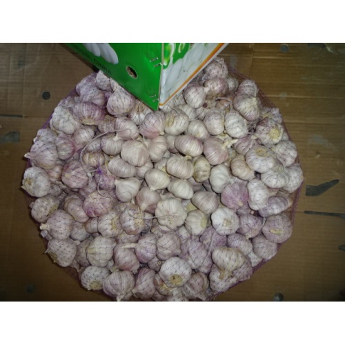 2019 Hot Sale Frischer Knoblauch