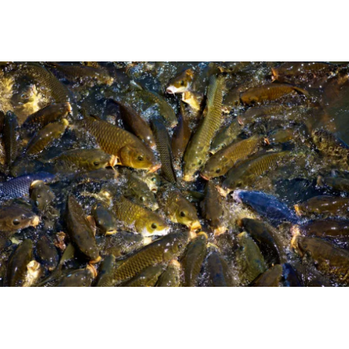 MDCP 21% for Poultry, Swine, and Cattle