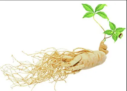Ginseng Saponins Powder for Nutritional Supplements