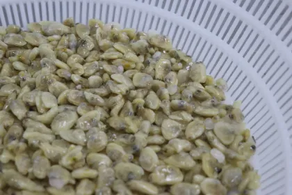 New season frozen boiled clam