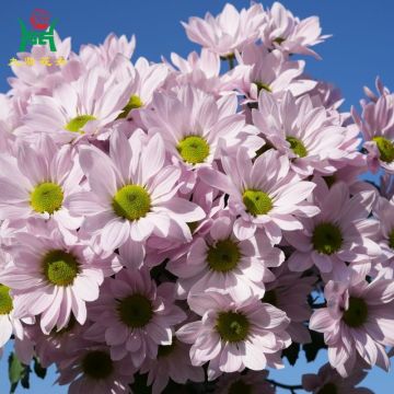 Soft Multi-Color Spray Mums Flowers