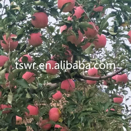high quality sweet fruit red fuji apple