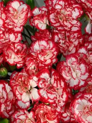 Dance tune spray carnation