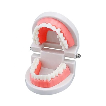 Standard 28Pcs Non Toxic Dental Teeth Model for Preschool Teaching