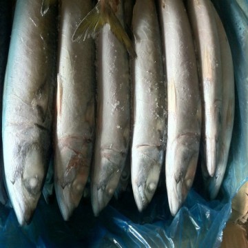 mackerel for sale good price whole round