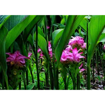 Zhu Curcumae Rhizoma Curcuma Extractchinese Herbal Medicine