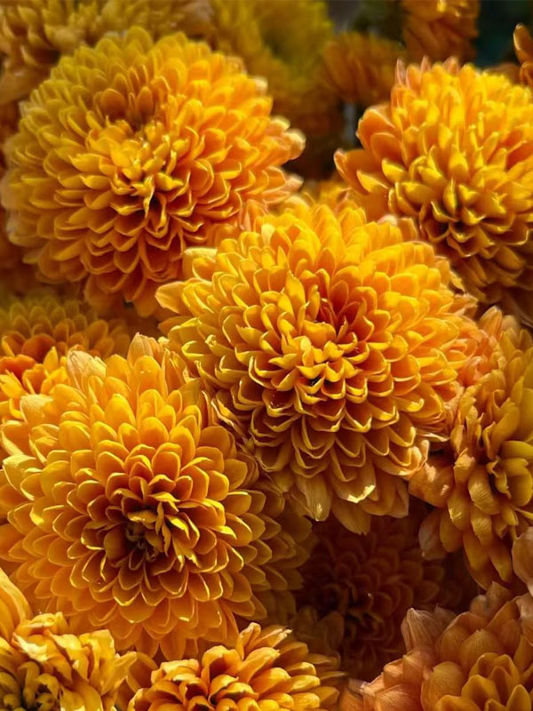 Orange Johnny Chrysanthemum5