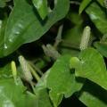 Npiper longum extract powder