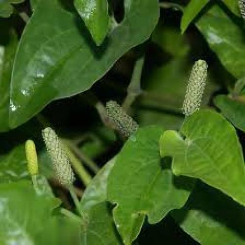 Npiper longum extract powder