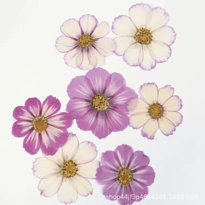 Cosmos Private Label Natural Dried Flowers for Crafts