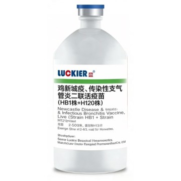 Vaccin vivant ND+IB souche HB1 + H120