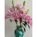 كان يان يدير Double Oriental Lily