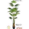 88" Fan Palm x 15 Tree