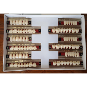 Two Layers Synthetic Polymer Teeth Denture