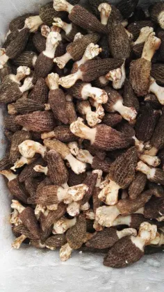 2016 Wild Fresh Morel Mushrooms New Season