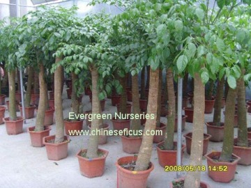 Schefflera actinophylla