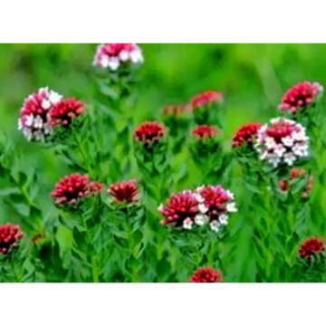 Red Clover Extract Trifolium Pretense L.