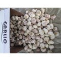 اشترِ Fresh Garlic 2020 Garlic