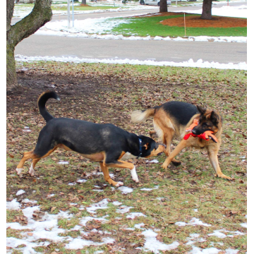 5 Pack-Wert-Bündel-Hundespielzeug