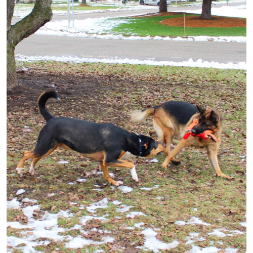 Jouet de chien de chien 5 pack