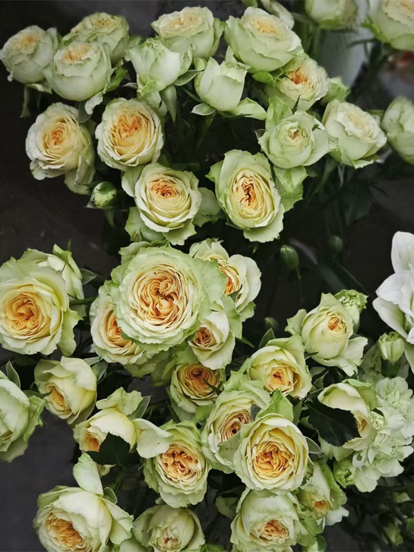 Ａvocado Spray rose5